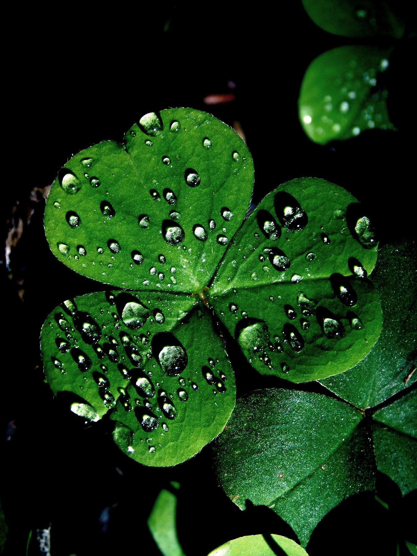 Obituary of Eileen Josephine Greany