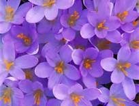 Obituary of Mary Fili