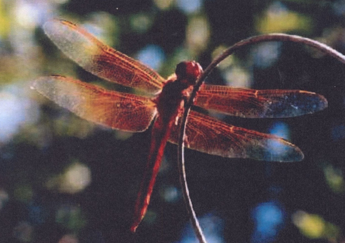 Obituary of JoAnn Petruolo