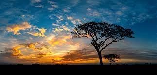 Obituary of Thomas C Anderson