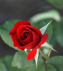 Obituary of Irene Read Edwards