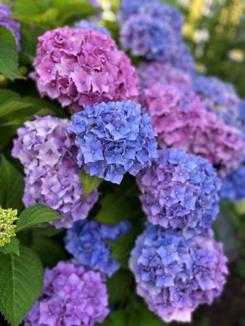 Obituary of Michelle Ellen Chapman