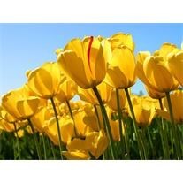 Obituary of Ruby Howard