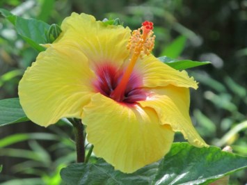 Obituary of Beatrice Evelyn Davis