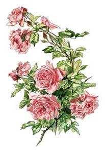 Obituary of Pauline B Bryant Morris