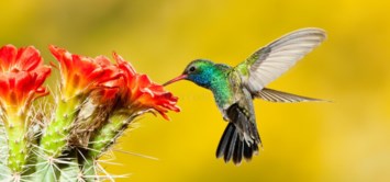 Obituary of Linda Neff Blaney