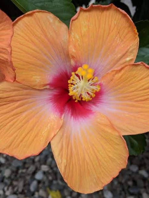 Obituary of Susan Marie Kosman