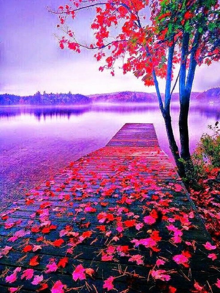 Obituary of Elaine Geddes