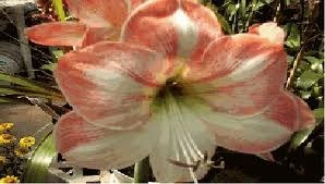 Obituary of Donna Fay Dover