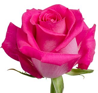 Obituary of Maria Hurtado de Galvan