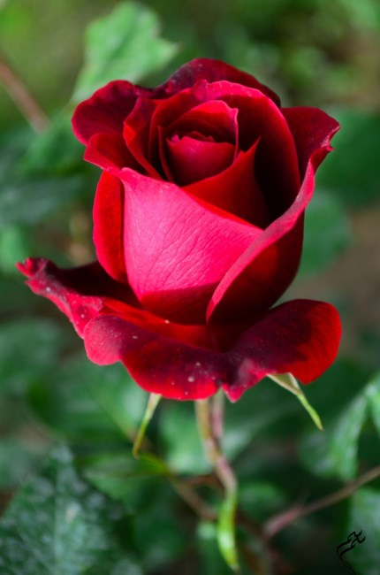 Obituary of Eula Nmn Hardy