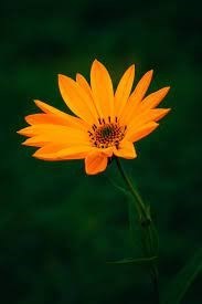 Obituary of Lois Louise Clayton