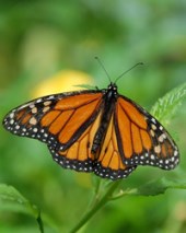 Obituary of Mary Elizabeth Lee Jones