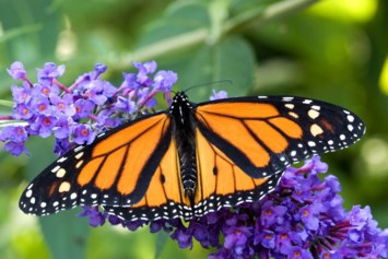 Obituary of Kalima Julain