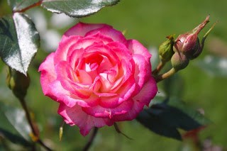 Obituario de Martha Joseph Coleman