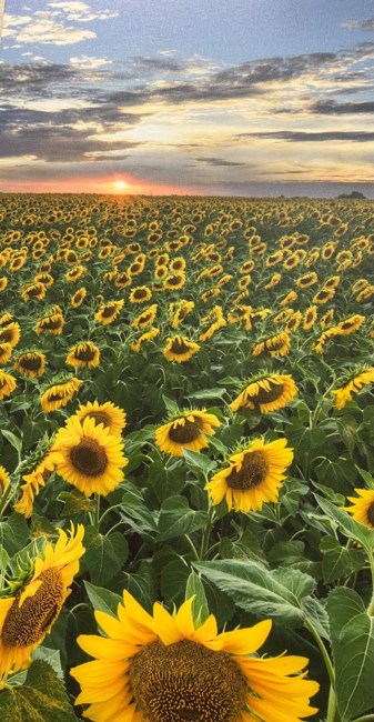 Obituary of Nina Barone