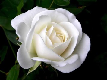 Obituary of Mao Zi Huang