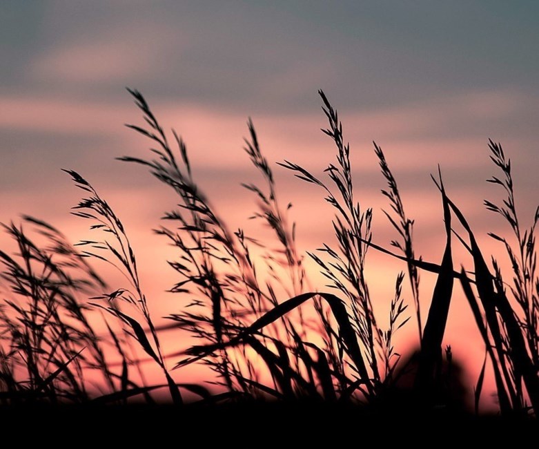 Obituary of Marcia Ann Russell