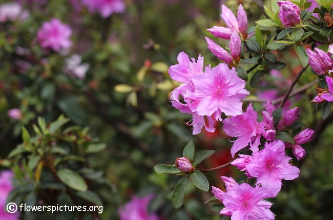 Obituary of Gloria Marie Franco