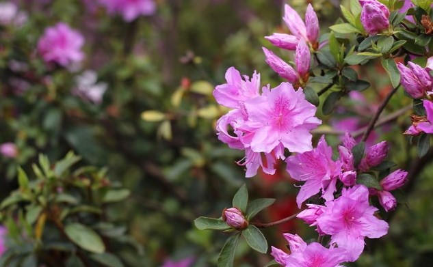 blutblume zimmerpflanze 3 Zwiebeln