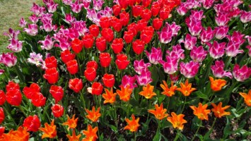 Obituary of Joan Louise Gonzales