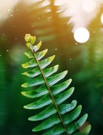 Obituary of Juan Quinata Salas