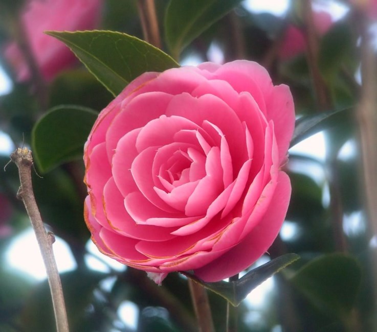 Obituary of Dorothy Ann Kelly