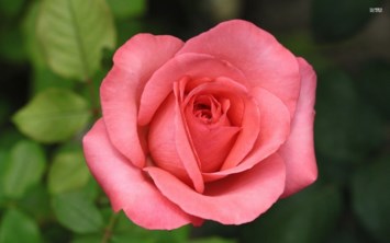 Obituary of Kathryn Ann Evans