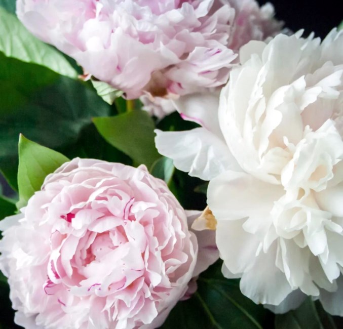 Obituary of Betty Hollifield Leonard