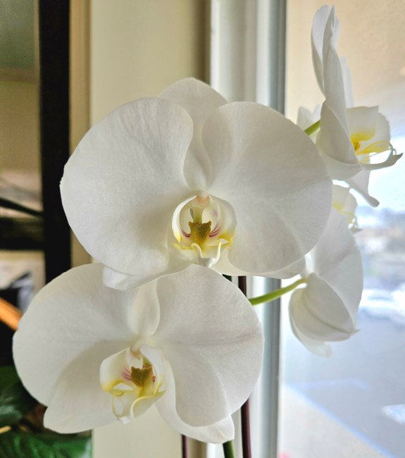 Obituary of Thu van Huynh