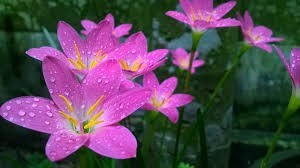 Obituary of Marianna J Kuntz