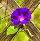 Obituary of Frances Hollingsworth