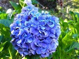 Obituary of Anne P. (Sullivan) Gallagher