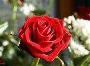 Obituary of Maria Ruggero