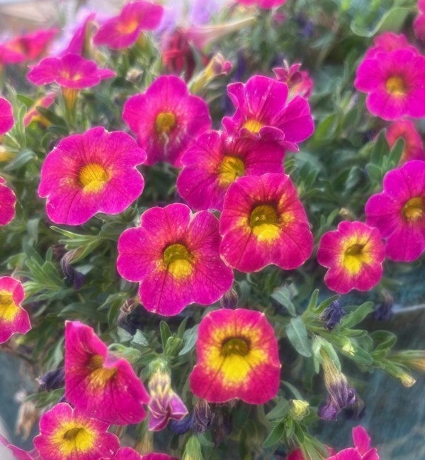 Obituary of Laura Kim Lien Nguyen