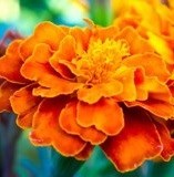 Obituary of Lola Mae Washington