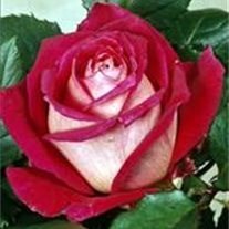 Obituary of Marjorie Marge Alene (Shuler) Stuart