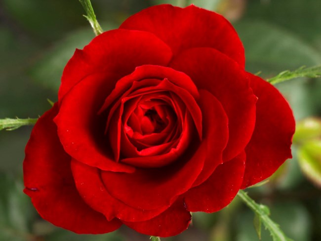 Obituary of Dorothy Lorraine Adriansen