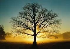 Obituario de Jeff Harris Pervis