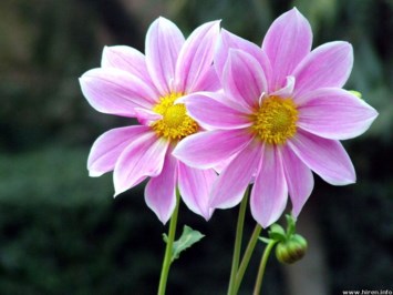 Obituary of Donna A. Di Russo