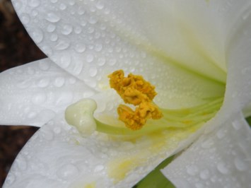 Obituary of Norma Graham