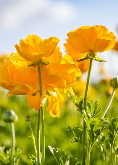 Obituary of Margarete Rompf