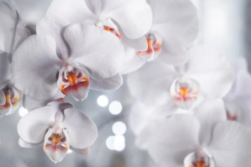 Obituary of Juana Vargas