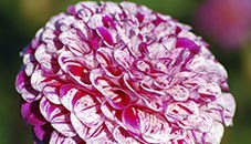 Obituary of Florence Kaplan