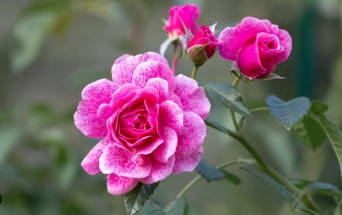 Obituary of Belma Cantu