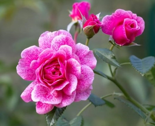 Obituary of Belma Cantu