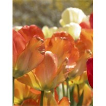 Obituary of Lorraine Ethel (Haggerty) Herrema