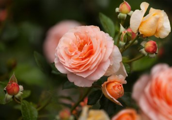 Obituary of Margaret Patricia Bellinger