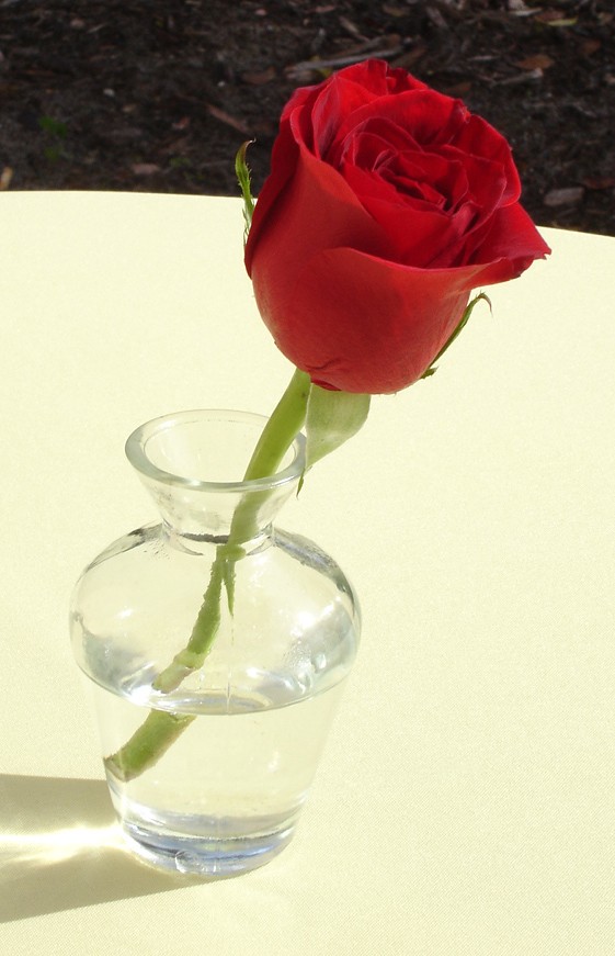 Life Celebrations Obituary Gotha, FL