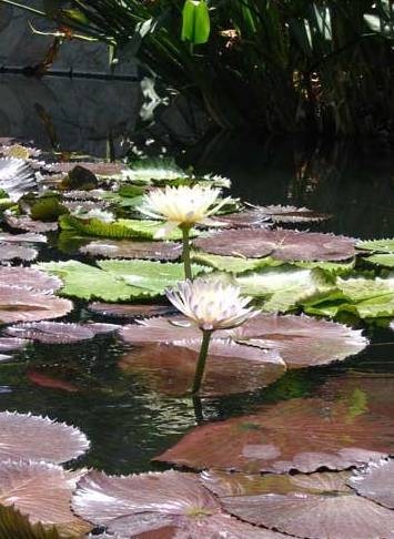 Obituary of Dora Dean Keene